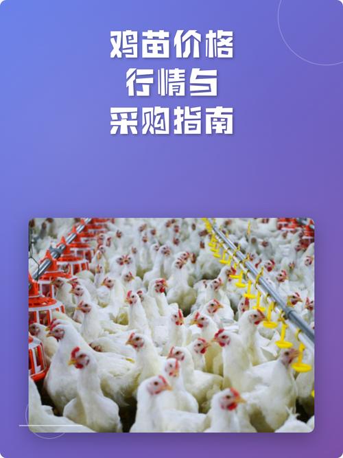8两到一斤鸡苗多少钱一只?2025年参考价格与采购指南 影响因素四:购买数量