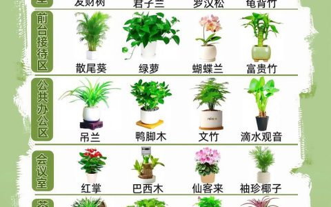 办公室放多少植物好？科学养护与空间搭配指南