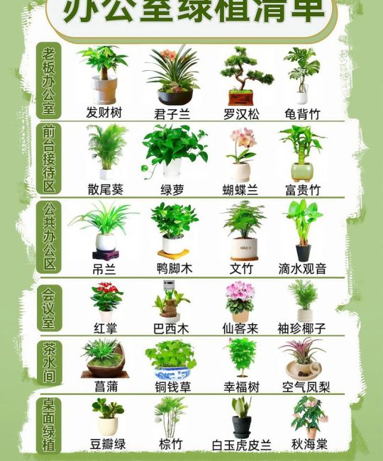 办公室放多少植物好？科学养护与空间搭配指南