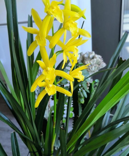 兰花开花后还会再开花吗？科学养护实现年年复花的关键技巧