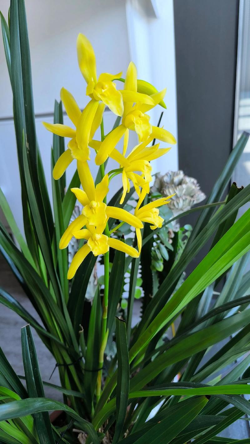 兰花开花后还会再开花吗?科学养护实现年年复花的关键技巧 一、兰花的花期与复花周期