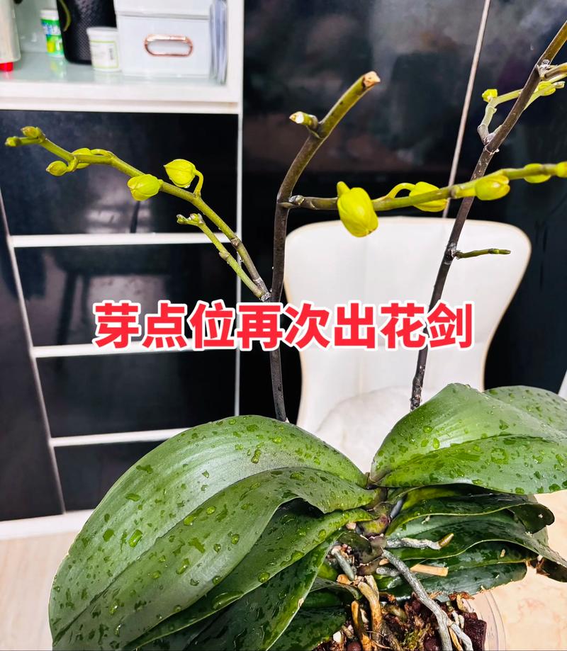 兰花开花后还会再开花吗?科学养护实现年年复花的关键技巧 三、促花养护步骤(可执行版)