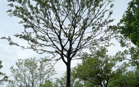 朴树年龄与规格全解析：从树形、遮荫到行道树庭院应用指南