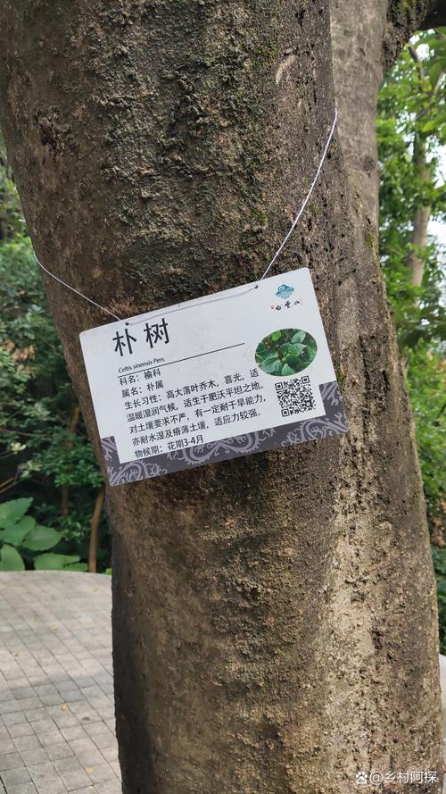 朴树年龄与规格全解析:从树形、遮荫到行道树庭院应用指南 树形与遮荫能力评估