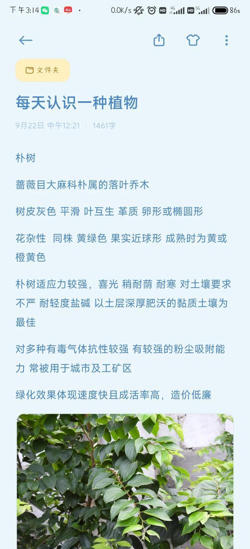 朴树年龄与规格全解析:从树形、遮荫到行道树庭院应用指南 支撑固定系统方案