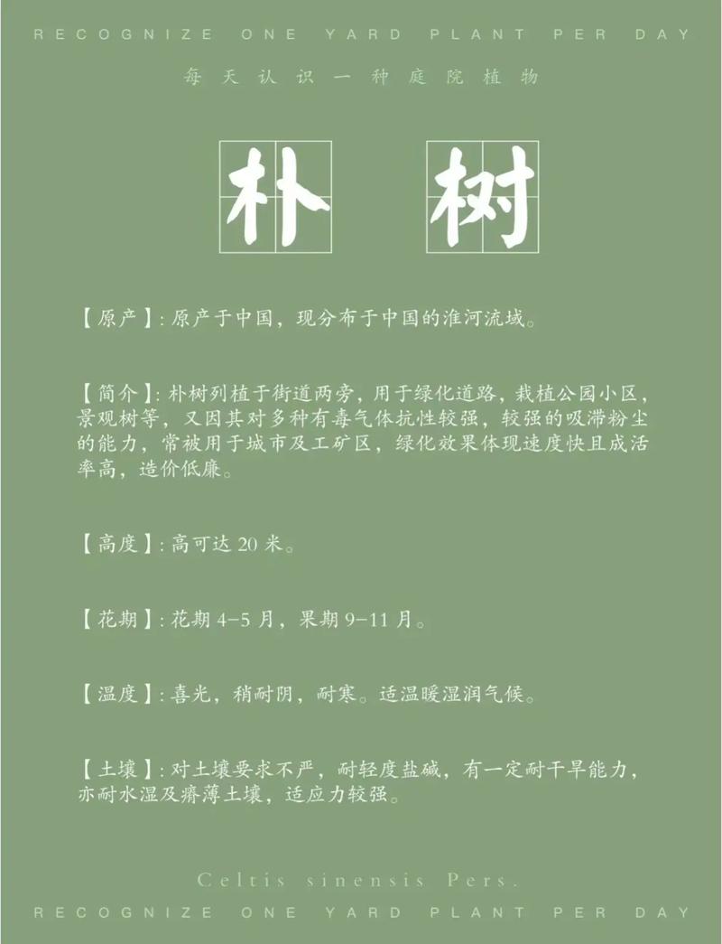朴树年龄与规格全解析:从树形、遮荫到行道树庭院应用指南 常见错误与注意事项