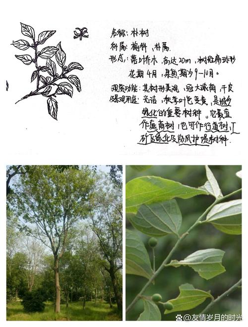 朴树年龄与规格全解析:从树形、遮荫到行道树庭院应用指南 修剪与长期管理