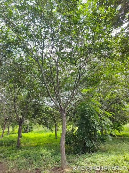 朴树年龄与规格全解析:从树形、遮荫到行道树庭院应用指南 常见问题FAQ