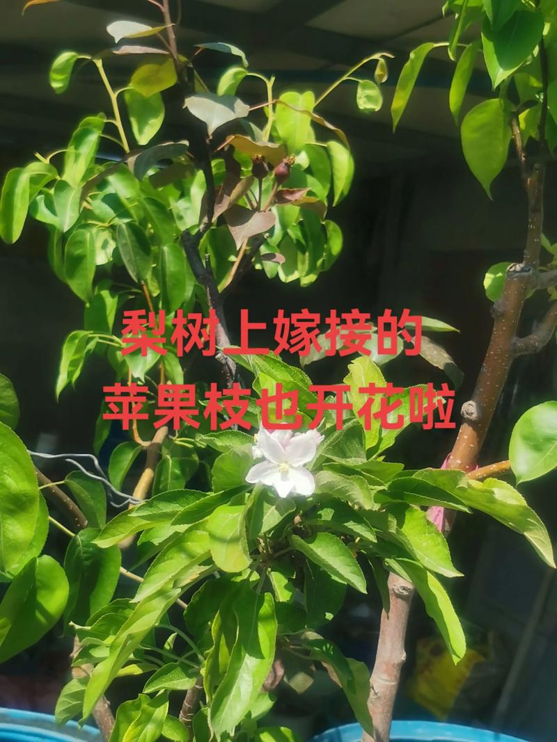 苹果树正确砧木选择：因地制宜，品种匹配