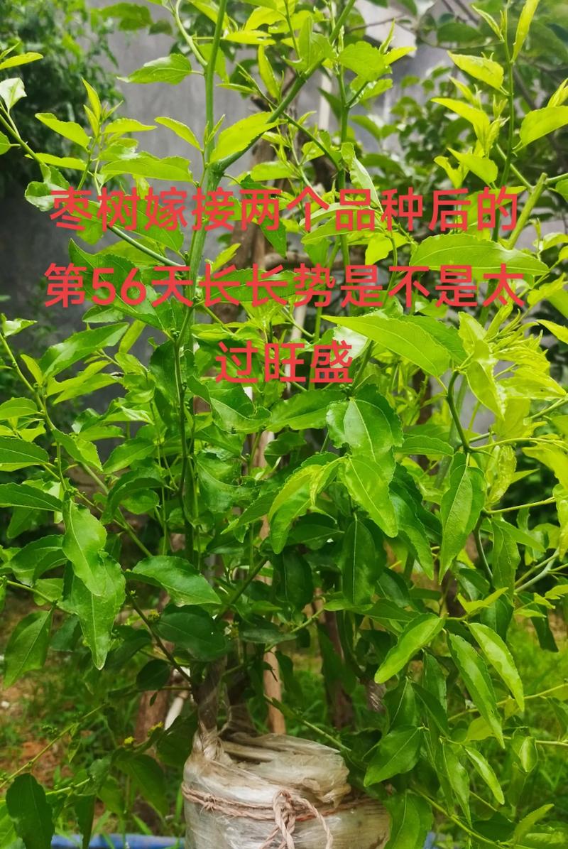 苗木采购质量判断：一看嫁接口，二看根系，三看苗龄
