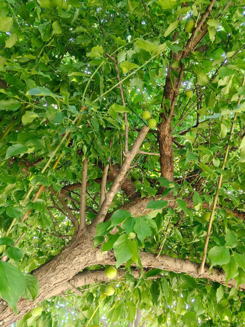 杏仁能种出杏树吗?杏树播种育苗与种植技术指南 杏仁能种出杏树吗?杏树播种育苗与种植技术指南
