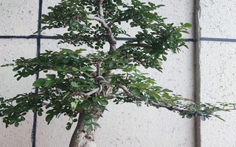 对节白蜡盆景图片大全：形态特征、生长习性及园林用途