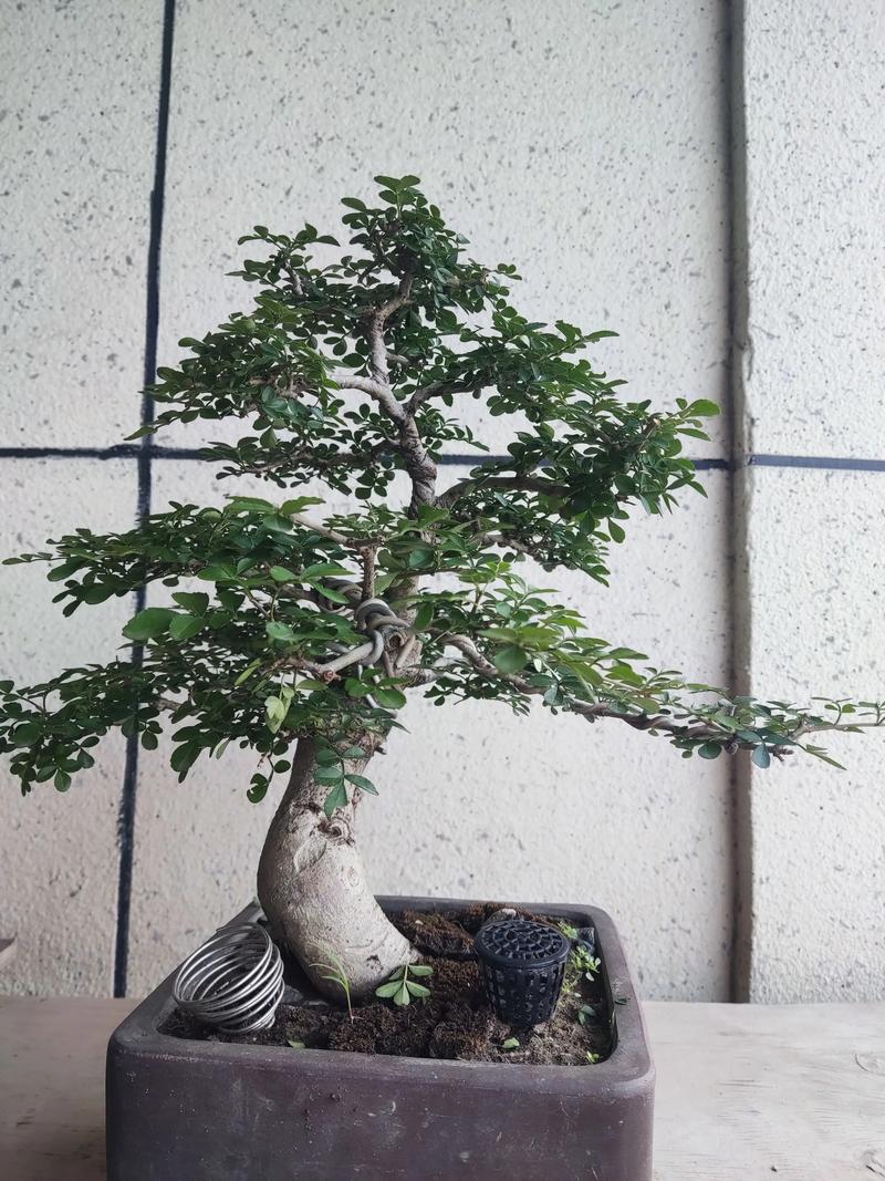对节白蜡盆景图片大全:形态特征、生长习性及园林用途 对节白蜡盆景图片大全:形态特征、生长习性及园林用途