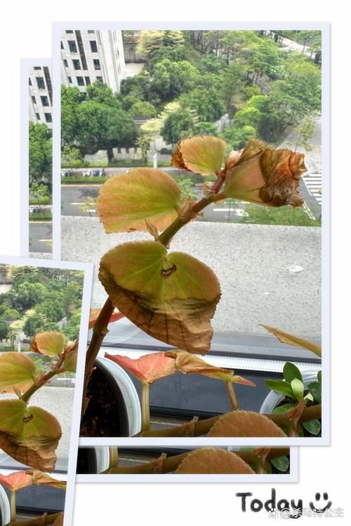 四季海棠花叶子发黄怎么办? 总结