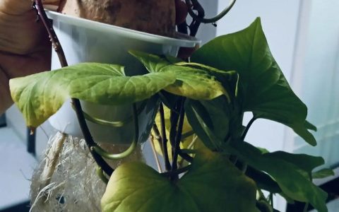 水培植物叶发黄怎么办？三个核心原因与精准救治方案