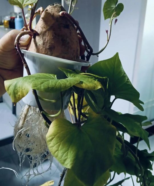 水培植物叶发黄怎么办？三个核心原因与精准救治方案