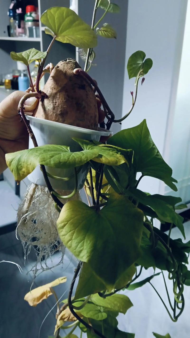 水培植物叶发黄怎么办?三个核心原因与精准救治方案 水培植物叶发黄怎么办?三个核心原因与精准救治方案