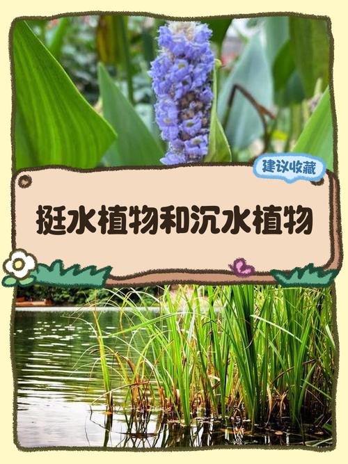 沉水植物是水生植物吗?与池塘河道应用全解析 沉水植物如何净化水质?参数与逻辑