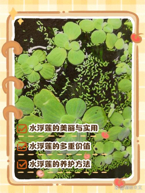 沉水植物是水生植物吗?与池塘河道应用全解析 常见错误:沉水植物种植与养护中的5个致命误区