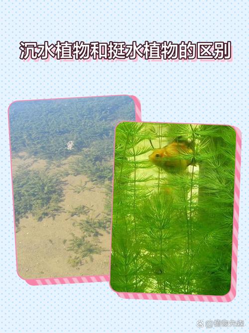沉水植物是水生植物吗?与池塘河道应用全解析 沉水植物种植与基质选择:具体操作步骤