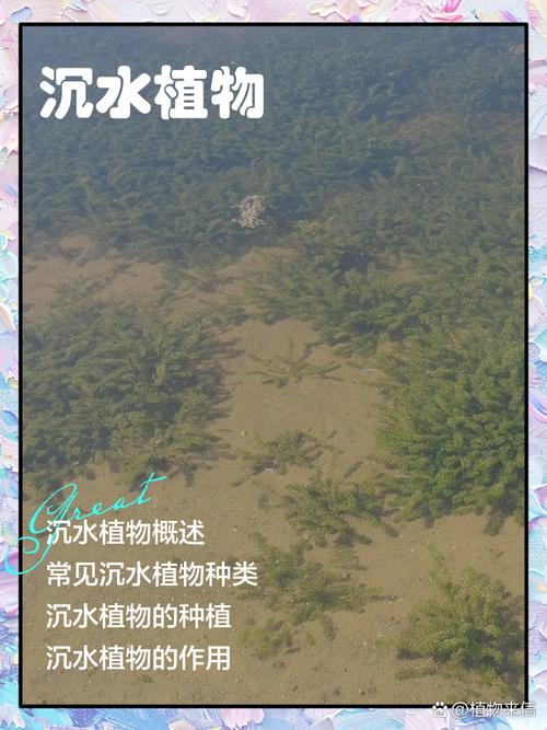 沉水植物是水生植物吗?与池塘河道应用全解析 沉水植物越冬管理:温度阈值与干预措施