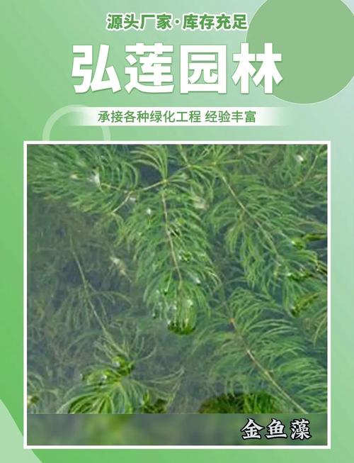 沉水植物是水生植物吗?与池塘河道应用全解析 总结:沉水植物是水生植物,且是池塘河道的“生态工程师”