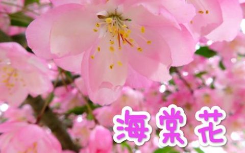 应是绿肥红瘦：红瘦到底指什么花？——一场关于海棠的园艺探秘