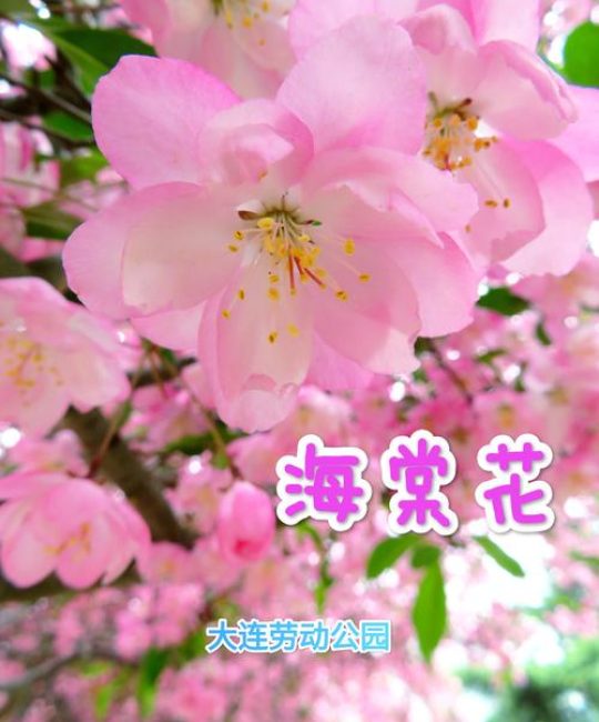 应是绿肥红瘦：红瘦到底指什么花？——一场关于海棠的园艺探秘