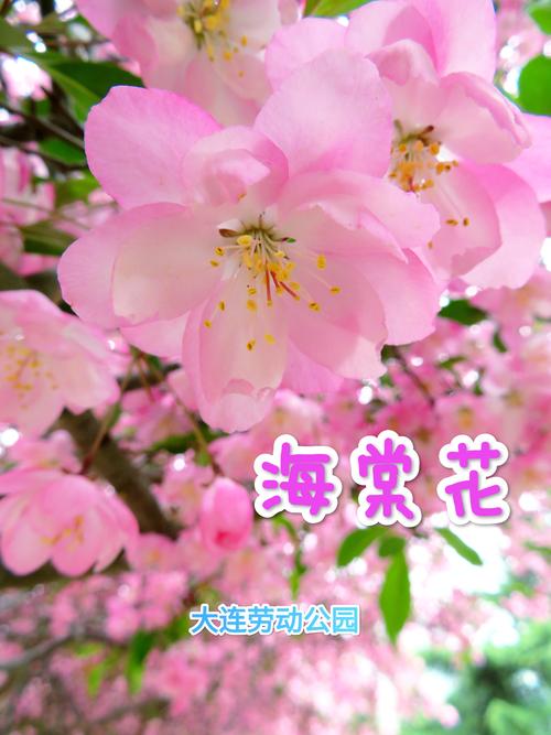 应是绿肥红瘦:红瘦到底指什么花?——一场关于海棠的园艺探秘 应是绿肥红瘦:红瘦到底指什么花?——一场关于海棠的园艺探秘