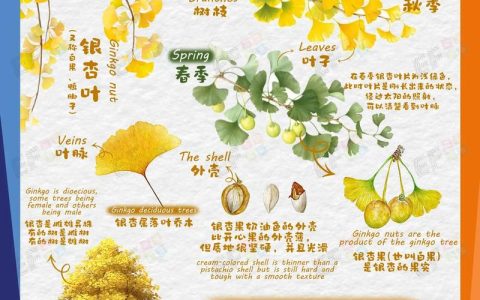 银杏叶像什么？银杏大树树形、遮荫与移栽养护全指南