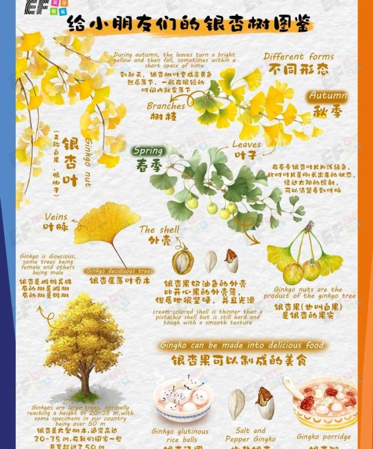 银杏叶像什么？银杏大树树形、遮荫与移栽养护全指南