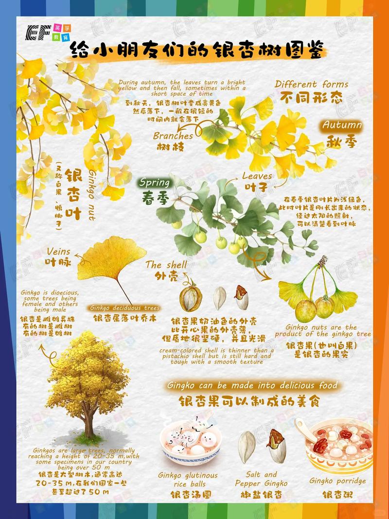 银杏叶像什么?银杏大树树形、遮荫与移栽养护全指南 银杏叶形态:扇面与二叉脉的量化识别