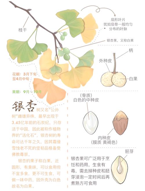 银杏叶像什么?银杏大树树形、遮荫与移栽养护全指南 总结