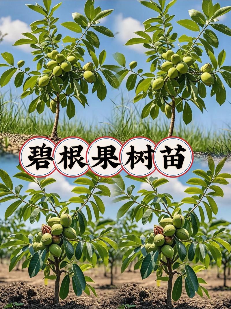 碧根果树几年能挂果?碧根果种植指南与结果年限详解 碧根果树几年能挂果?碧根果种植指南与结果年限详解