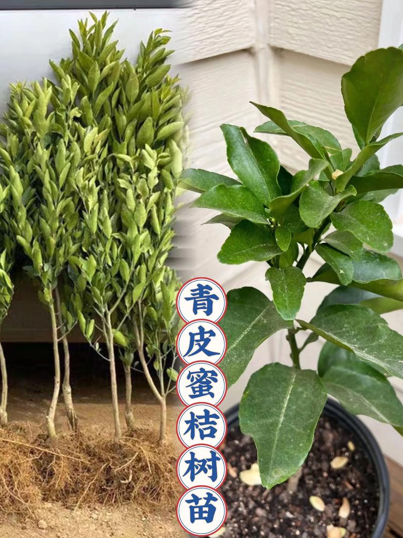 柑桔苗价格多少钱一棵?2025年最新市场参考价与影响因素全解析 影响柑桔苗价格的第二大因素:产地(地理标志与物流成本)