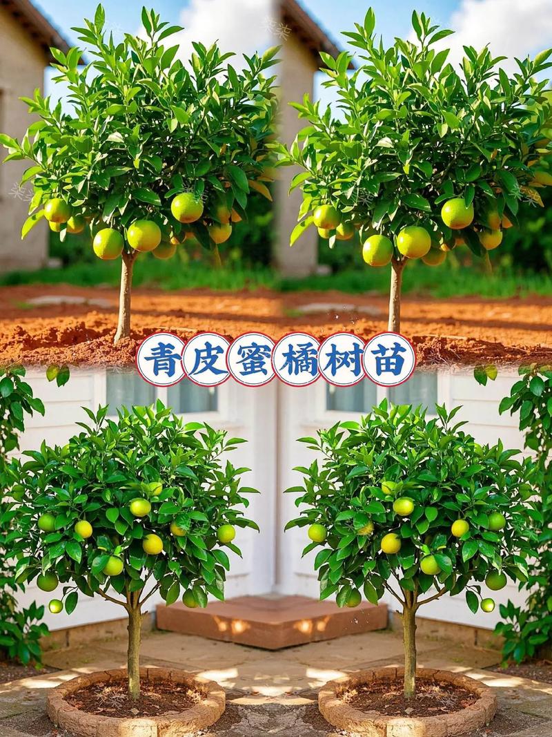 柑桔苗价格多少钱一棵?2025年最新市场参考价与影响因素全解析 常见问题 (FAQ)
