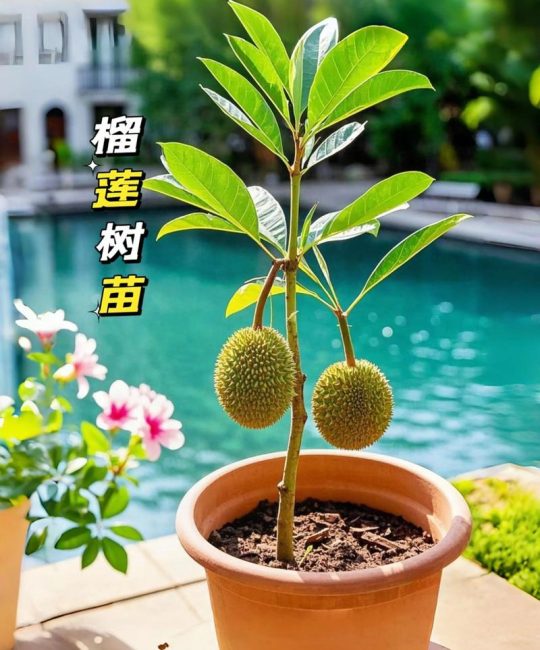 榴莲什么时候种植最合适？专业种植户指南：时间、土壤与成活率全攻略