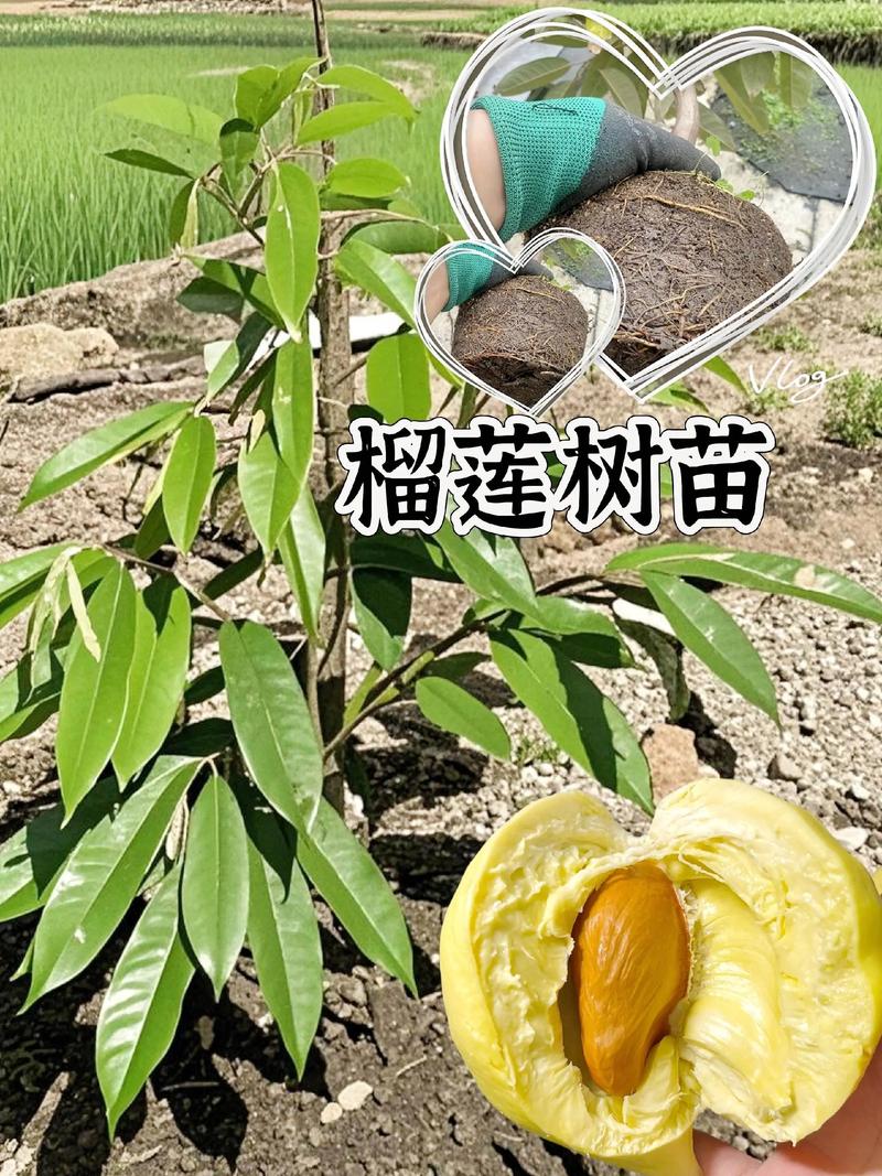 二、土壤环境评估与改良