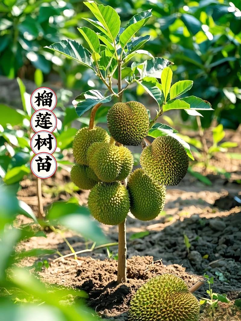 三、栽前处理技术