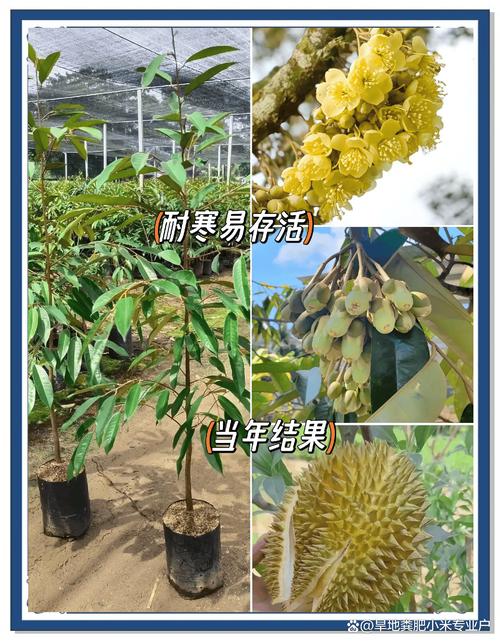 五、浇定根水实操