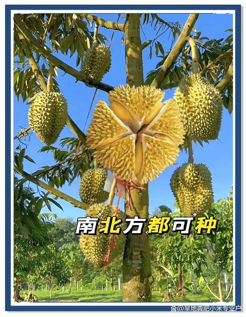 七、成活注意事项