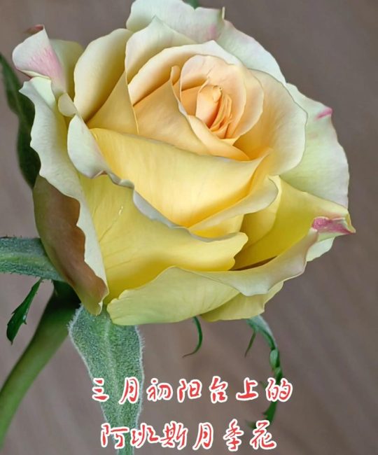 阿班斯月季真的勤花吗？掌握这6个技巧，轻松实现四季开花