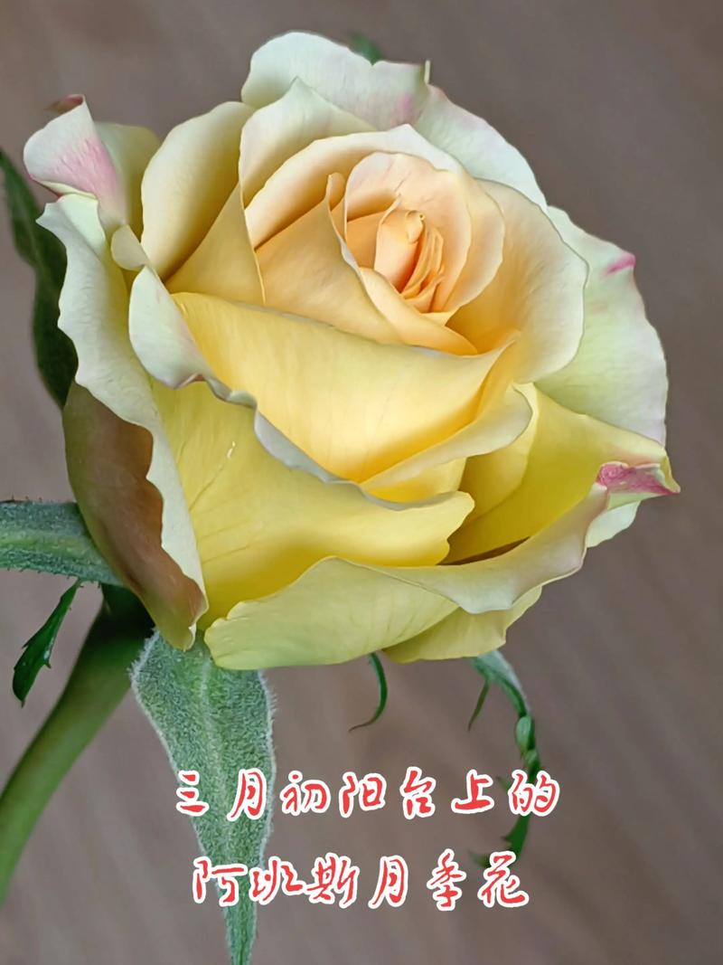 阿班斯月季真的勤花吗?掌握这6个技巧,轻松实现四季开花 阿班斯月季勤花,但需要条件