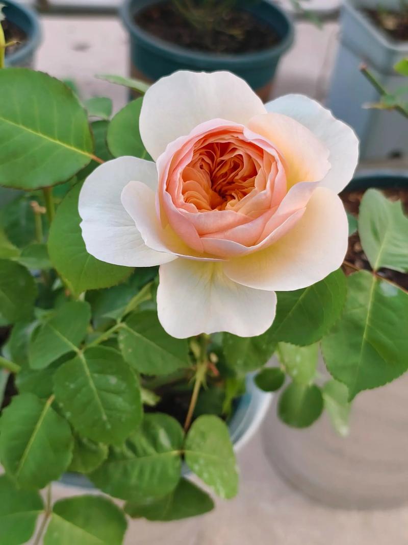 阿班斯月季真的勤花吗?掌握这6个技巧,轻松实现四季开花 品种基础档案