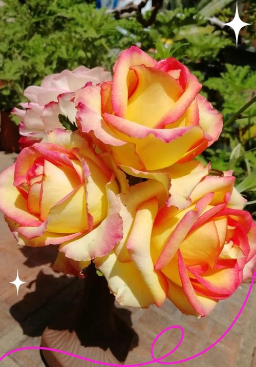 阿班斯月季真的勤花吗?掌握这6个技巧,轻松实现四季开花 越冬与越夏管理