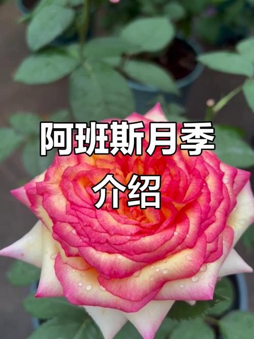 阿班斯月季真的勤花吗?掌握这6个技巧,轻松实现四季开花 FAQ