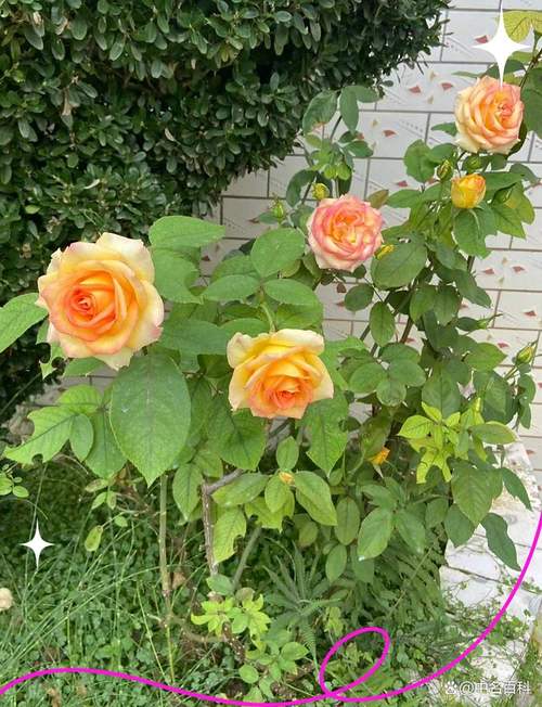 阿班斯月季真的勤花吗?掌握这6个技巧,轻松实现四季开花 常见误区与纠正