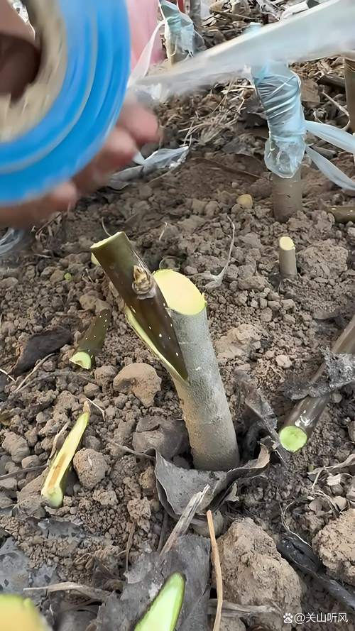 梨树嫁接操作的三步关键参数