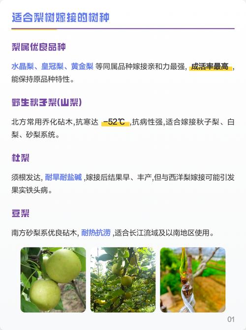 总结：梨树嫁接的黄金法则
