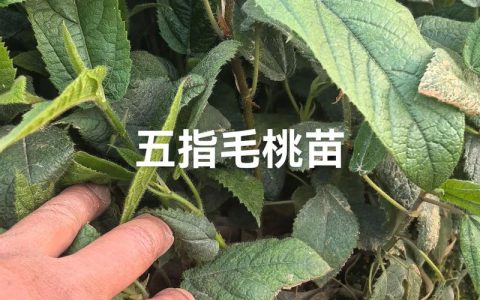 五指毛桃一亩种植多少株？合理密度与株行距全解析
